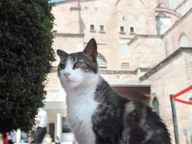http://www.onaltiyildiz.com/images/haber/1138.jpg