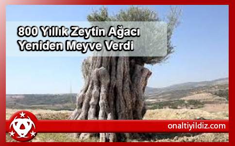 800 Yıllık Zeytin Ağacı Yeniden Meyve Verdi