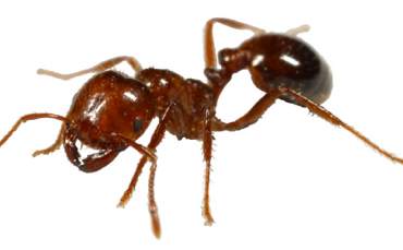 Karınca İstilası ABD'yi Tehdit Ediyor