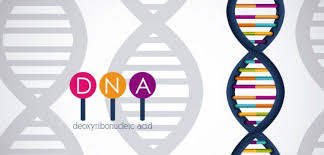 İnsan Genlerinde İki Hayalet Türün DNA'sı Yaşıyor