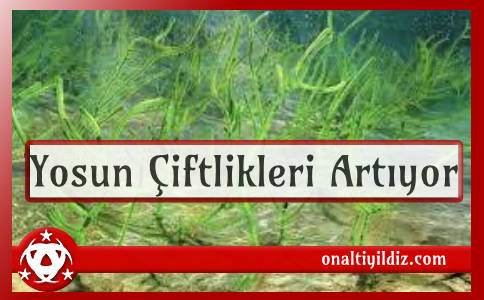 Yosun Çiftlikleri Artıyor