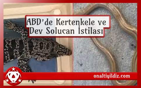 ABD’de Kertenkele ve Dev Solucan İstilası