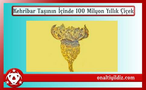 Kehribar Taşının İçinde 100 Milyon Yıllık Çiçek