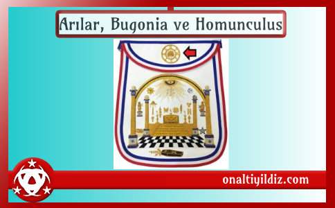 Arılar, Bugonia ve Homunculus