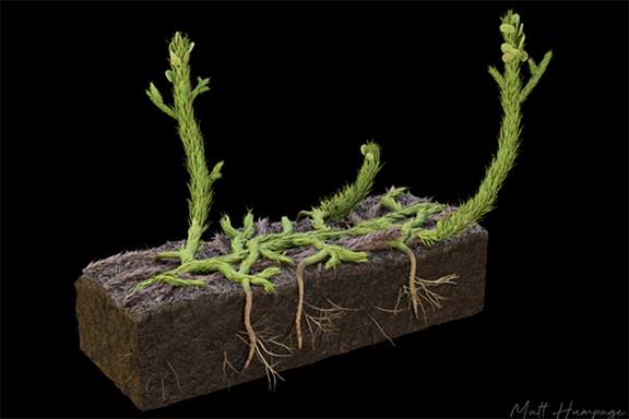 400 Milyon Yıllık Fosil, Dünya'daki İlk Bitkilerin Köklerinin Nasıl Oluştuğunu Ortaya Çıkardı