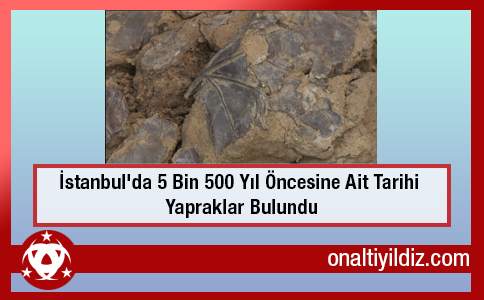 İstanbul'da 5 Bin 500 Yıl Öncesine Ait Tarihi Yapraklar Bulundu