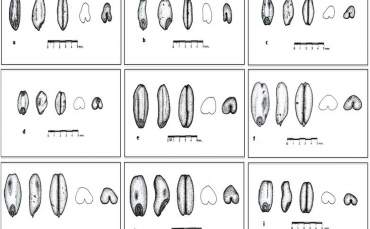 Çatalhöyük Buğdayının Antik DNA Analizi Yapıldı