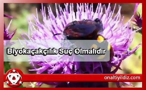 Biyokaçakçılık Suç Olmalıdır