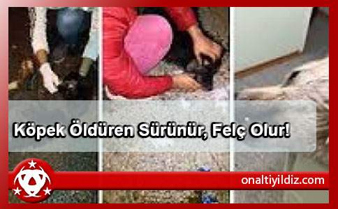 Köpek Öldüren Sürünür, Felç Olur!