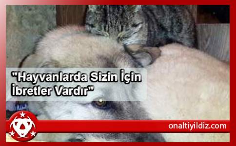  Hayvanlarda Sizin İçin İbretler  Vardır