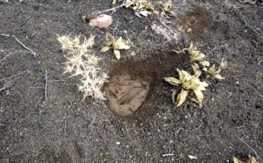 Manisa’daki 26.000 Yıllık Ayak İzleri Yok Oluyor