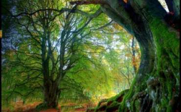 Kayın Ağacının Türk Mitolojisindeki Yeri