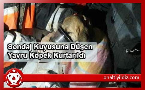  Sondaj Kuyusuna Düşen Yavru Köpek Kurtarıldı