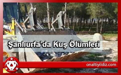 Şanlıurfa’da Kuş Ölümleri