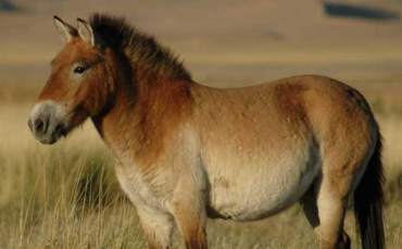 700.000 Yıllık Atın  Genom Dizilemesi Yapıldı