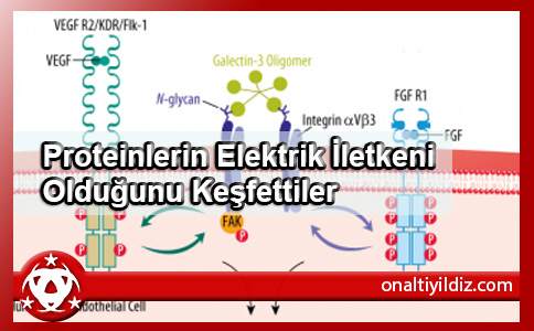 Proteinlerin Elektrik İletkeni Olduğunu Keşfettiler