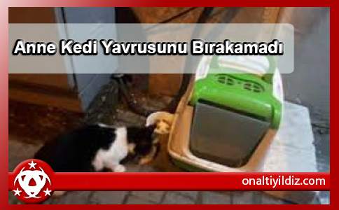 Anne Kedi Yavrusunu Bırakamadı