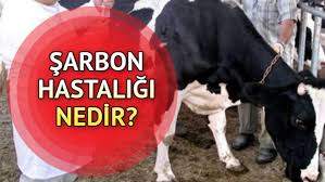 Şarbon Nedir?