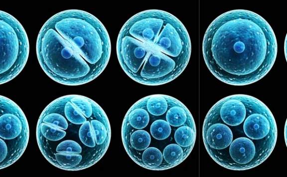 İnsan Embriyolarındaki Genlerin Değiştirilmesi Hedefliyor