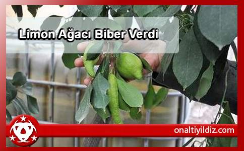 Limon Ağacı Biber Verdi