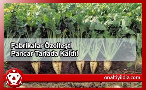 Fabrikalar Özelleşti Pancar Tarlada Kaldı!