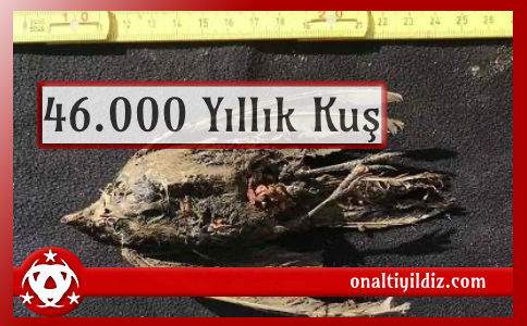 46.000 Yıllık Kuş