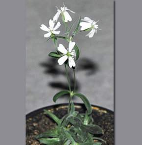 30 Bin Yıl Sonra Yeniden Doğdu