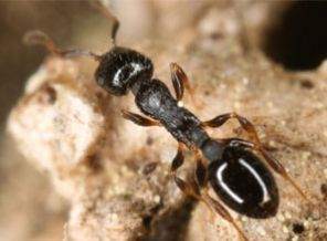 Karıncalar Düşmanını Unutmuyor