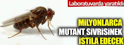 Mutant sivrisinekler