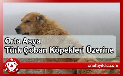 Orta Asya Türk Çoban Köpekleri Üzerine