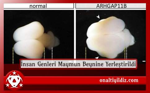  İnsan Genleri Maymun Beynine Yerleştirildi