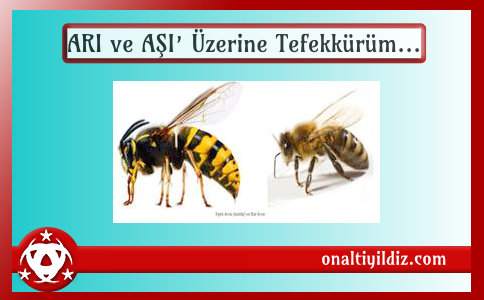 ARI ve AŞI’ Üzerine Tefekkürüm...