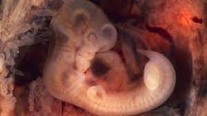 Laboratuvarda İnsan-Maymun Melezi Embriyolar Üretildi