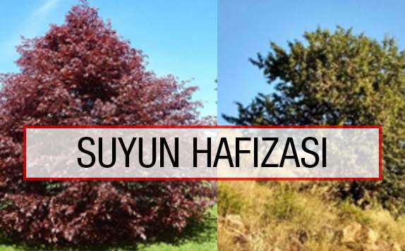 Suyun Hafızası