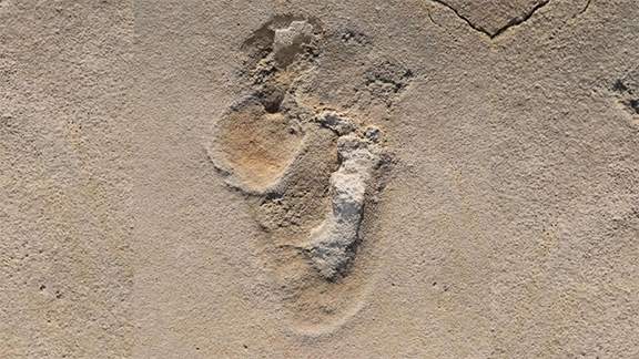 Bilinen En Eski İnsansı Ayak İzleri Keşfedildi: 6.5 Milyon Yıllık Oldukları Düşünülüyor