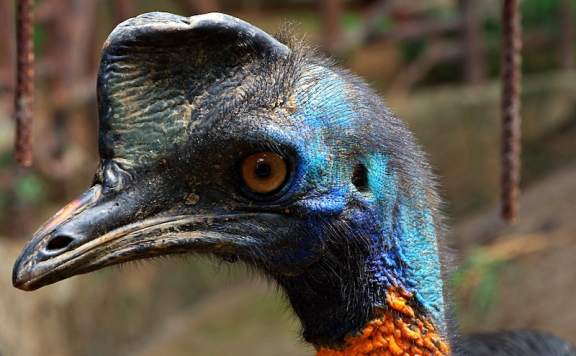 İnsanlar 18.000 Yıl Önce Cassowary Civcivlerini Yetiştiriyordu