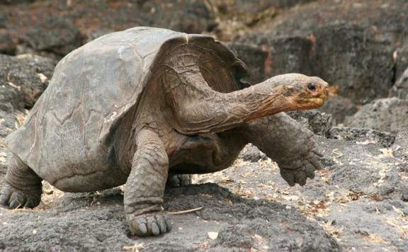 İnsanlığı Kurtarabilir: Kaplumbağaların uzun Yaşamlarının Sırrı Ortaya Çıktı