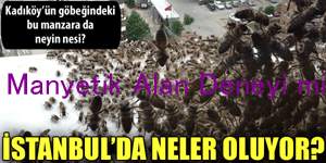 Kadıköy'de Arıların İstilası!