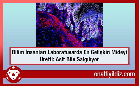 Bilim İnsanları Laboratuvarda En Gelişkin Mideyi Üretti: Asit Bile Salgılıyor