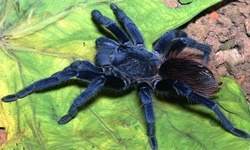 Hindistan'da  Örümcek Dehşeti