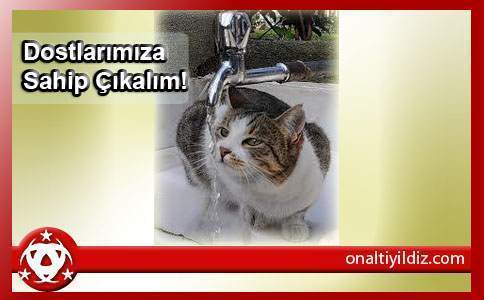 Dostlarımızı Unutmayalım!