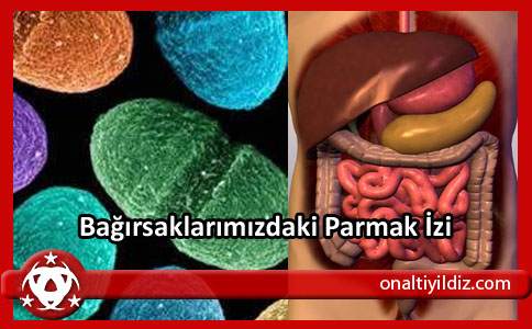 Bağırsaklarımızdaki Parmak İzi