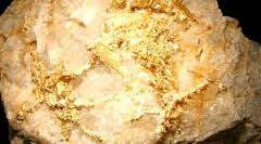 Bitkilerden Altın Elde Etme