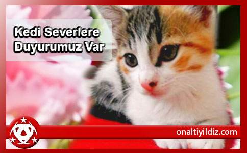 Kedi Severlere Duyurumuz Var