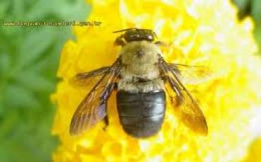 Yeni Tarım İlaçları Arıları Yok Ediyor