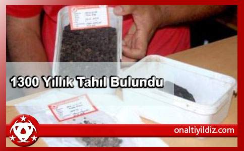 1300 Yıllık Tahıl Bulundu