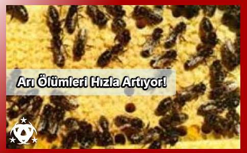 Arı Ölümleri Hızla Artıyor!